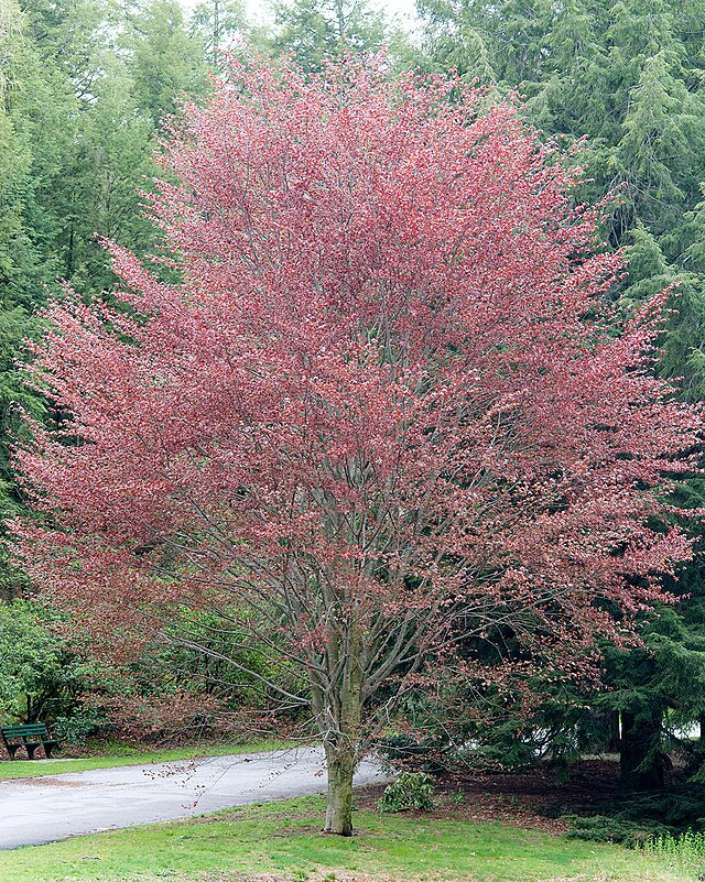 Fagus sylvatic 'Riversii' River's Purple Beech