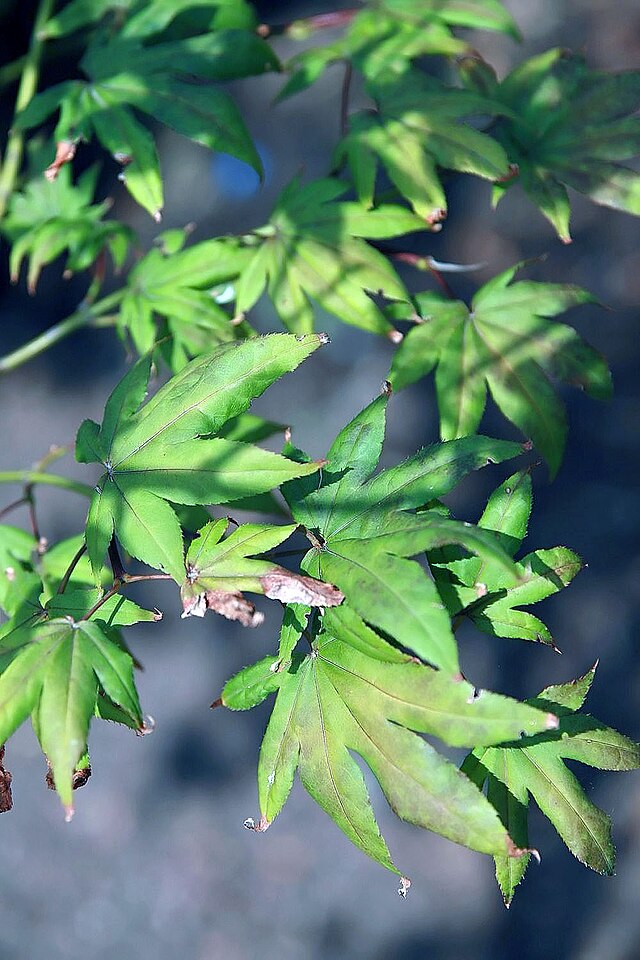 Acer p. Fireglow (Fireglow Japanese Maple)