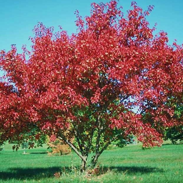 Acer g. Flame (Flame Amur Maple- multi stem)