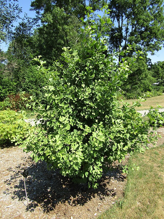 Ginkgo biloba 'Jade Butterfly' (Jade Butterfly Ginkgo)