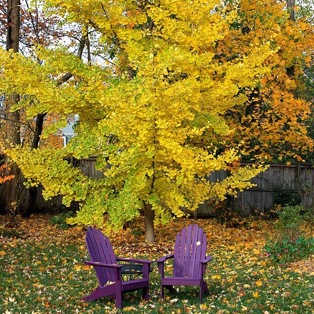Ginkgo b Princeton Sentry (Princeton Sentry Ginkgo)