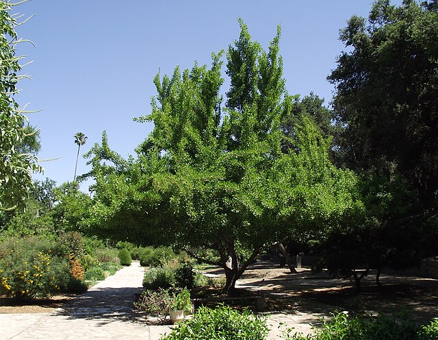 Ginkgo b. Saratoga (Saratoga Ginkgo)
