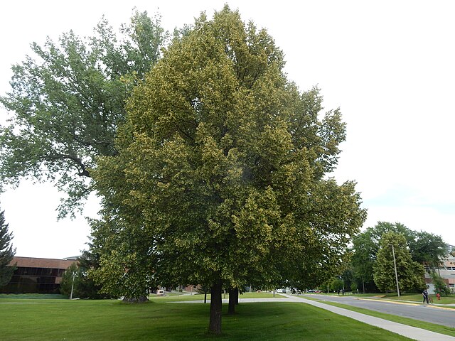 Tilia c. Greenspire (Greenspire Linden)