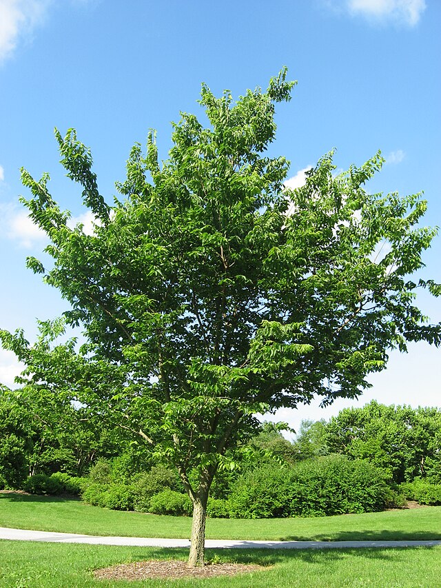 Celtis occidentalis Hackberry
