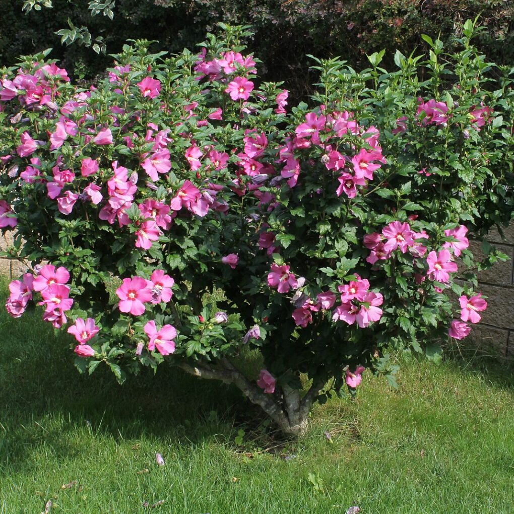 Hibiscus syriacus 'Aphrodite' (Aphrodite Rose of Sharon Tree)