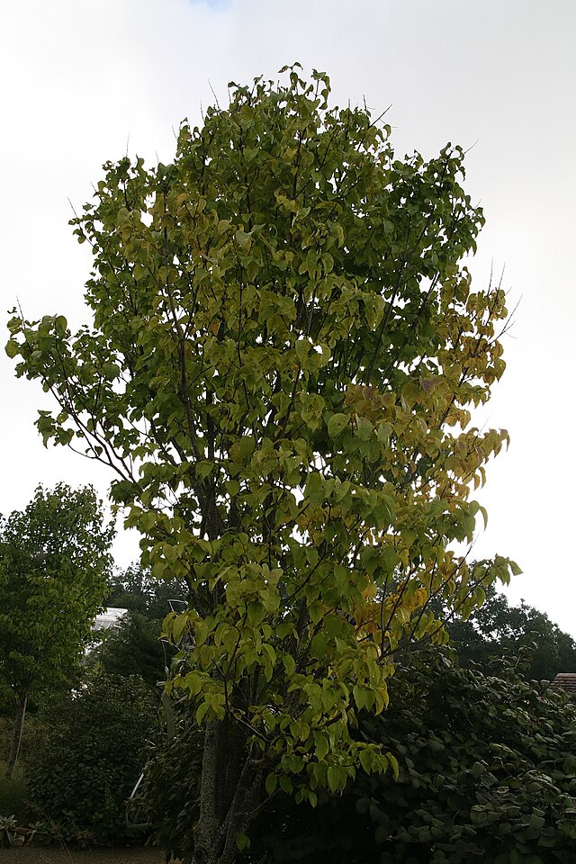 Syringa r. Ivory Silk (Ivory Silk Lilac Tree)