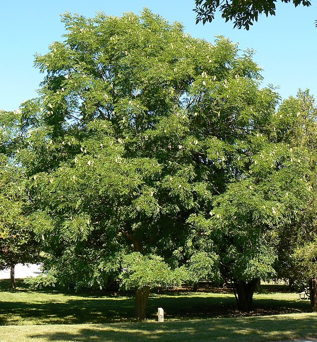 Gymnocladus dioicus (Kentucky Coffee Tree)