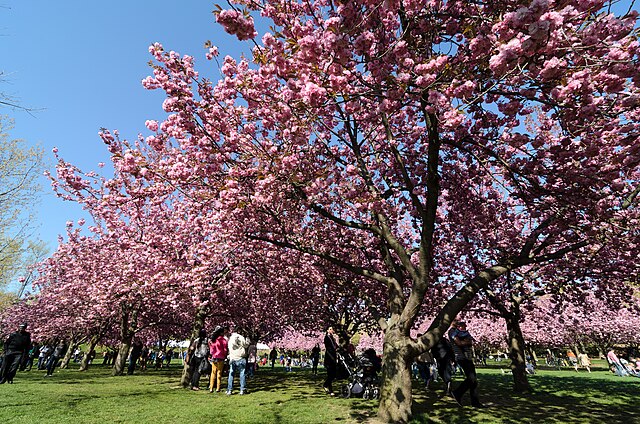 Prunus ser Kwanzan (Kwanzan Flowering Cherry)