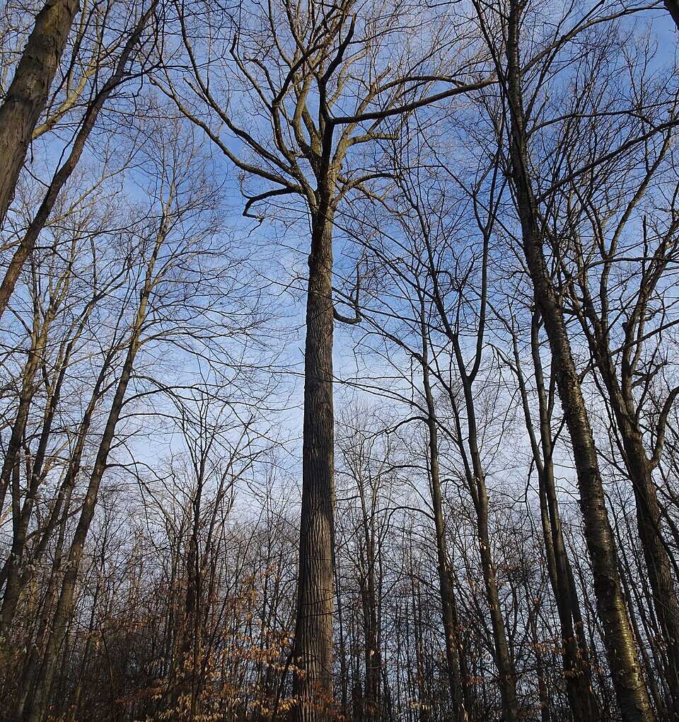 Liriodendron tulipifera (Tulip Tree)