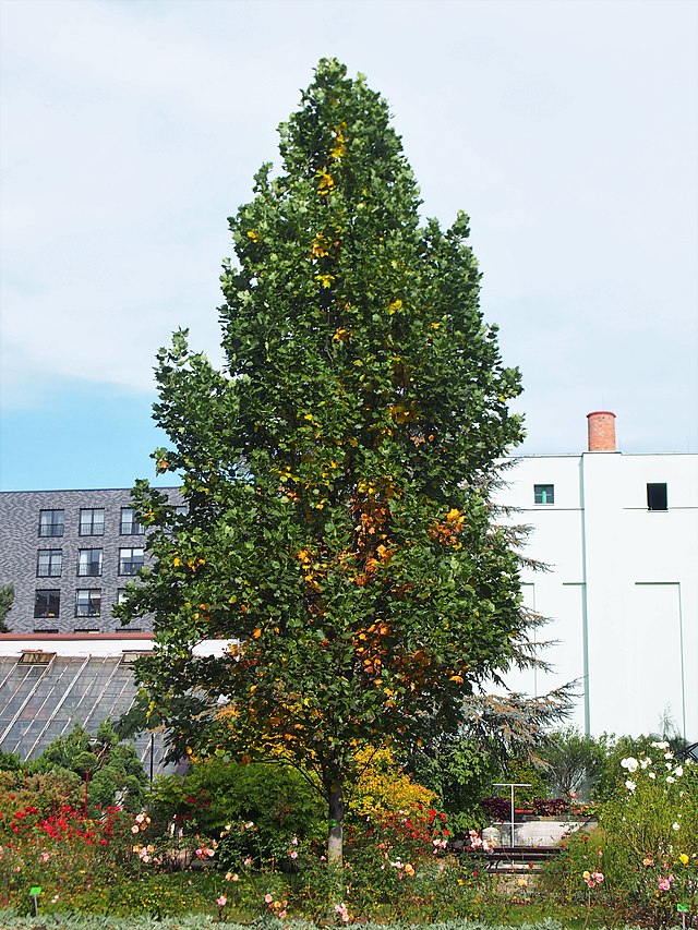 Liriodendron tulipifera fastigiata (Columnar Tulip Tree)