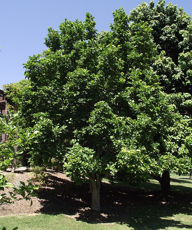 Magnolia Galaxy (Galaxy Magnolia Tree)
