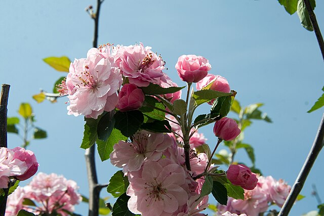 Malus Brandywine (Brandywine Crabapple)