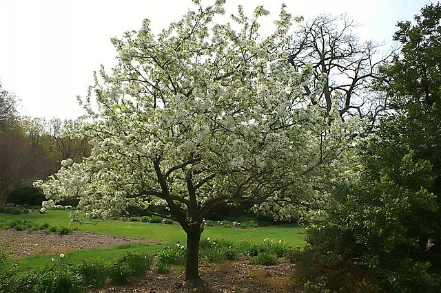 Malus Red Jewel (Red Jewel Crabapple)