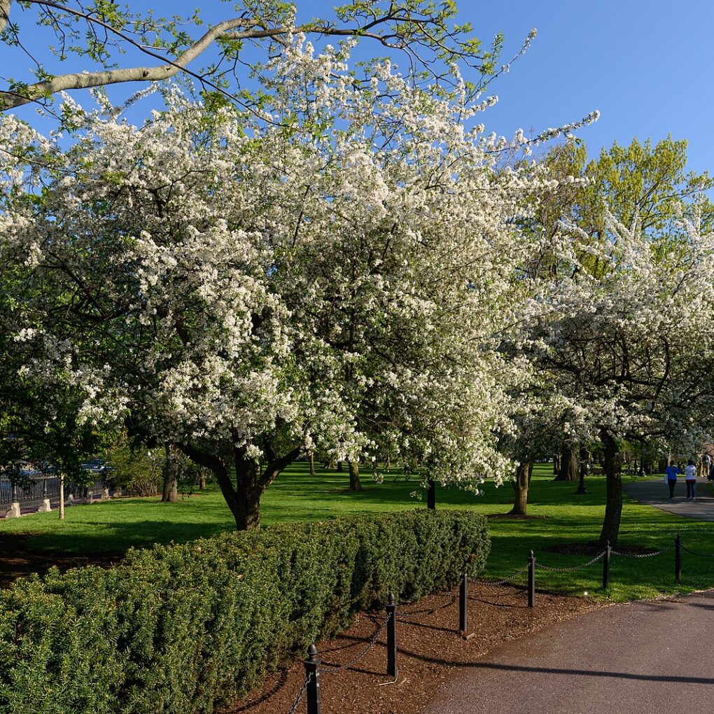 Malus Snowdrift (Snowdrift Crabapple)