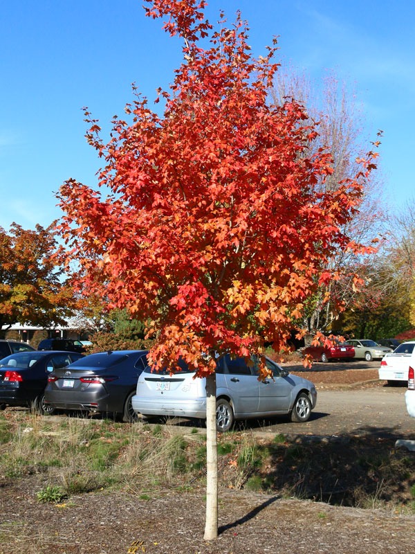 Acer g JFS-NuMex 3 Mesa Glow (Mesa Glow Maple)