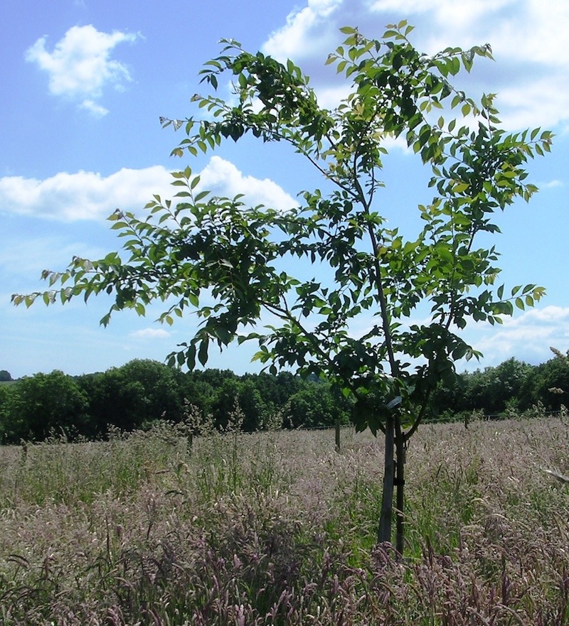 Ulmus 'Morton Glossy' (Triumph Elm)