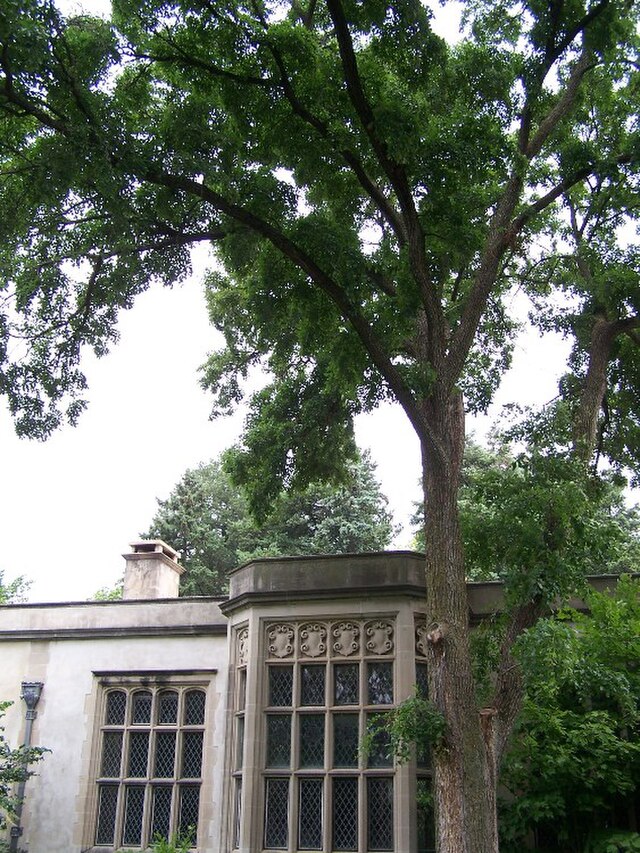 Ulmus 'Accolade' (Accolade Elm)