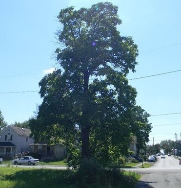 Catalpa speciosa Northern Catalpa