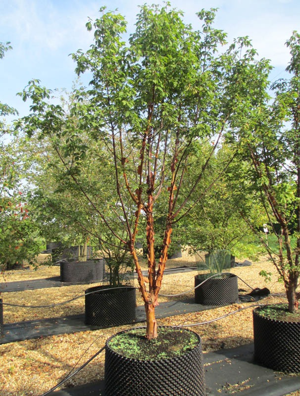 Acer griseum (Paperbark Maple)  mulit stem