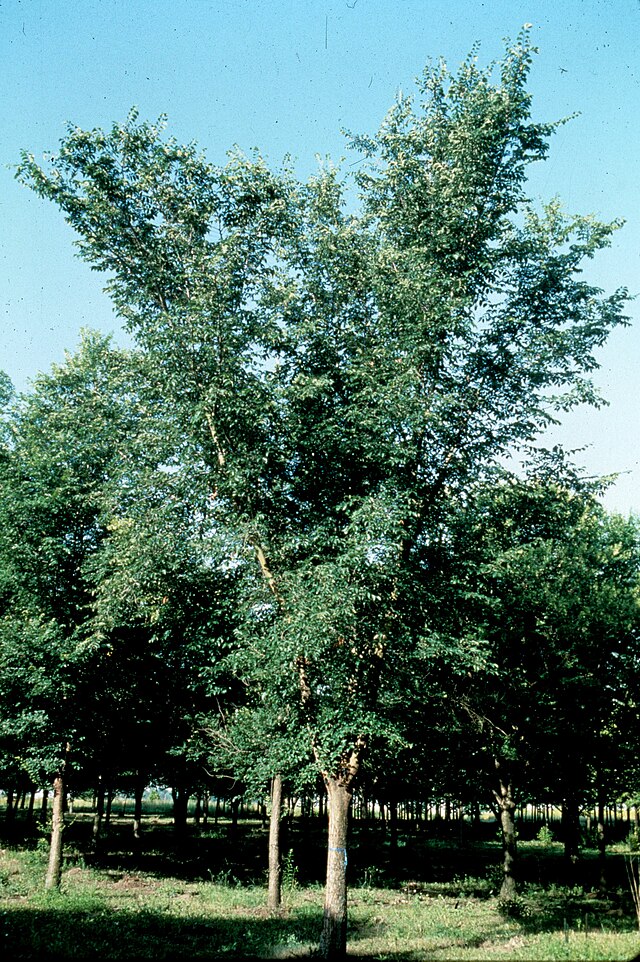 Ulmus x. Patriot (Patriot Elm)
