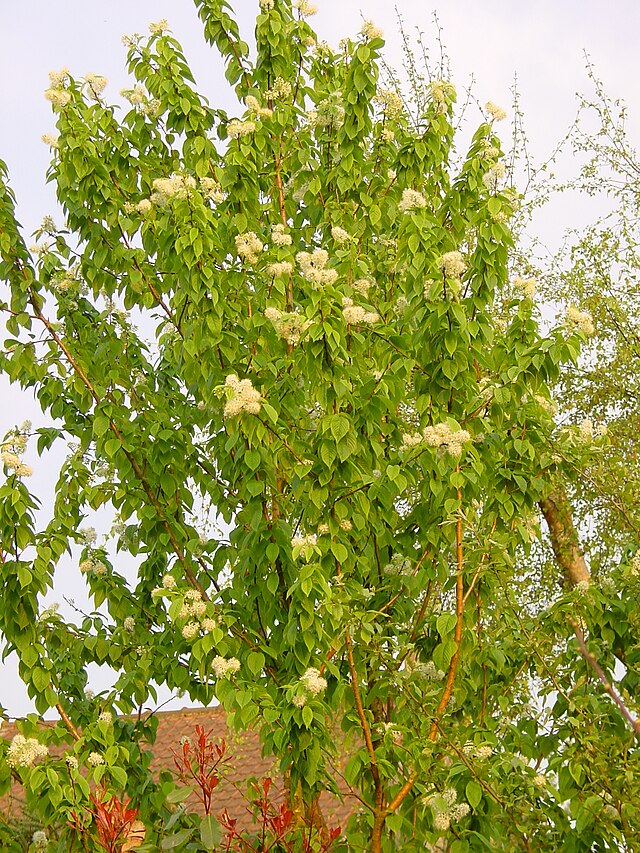 Prunus maackii Amur Chokecherry; Manchurian Cherry