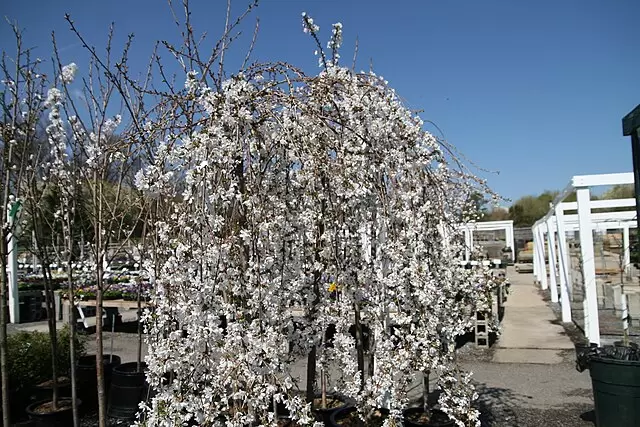 Prunus x Snow Fountains (Snow Fountains Weeping Cherry)