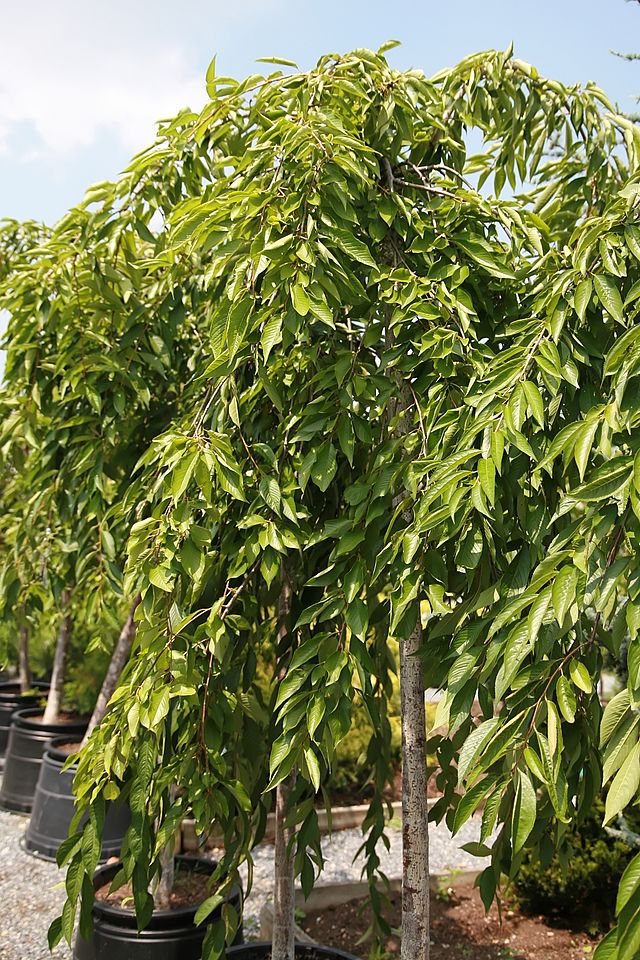 Prunus s. Pendula Plena Rosea (Double Weeping Cherry)