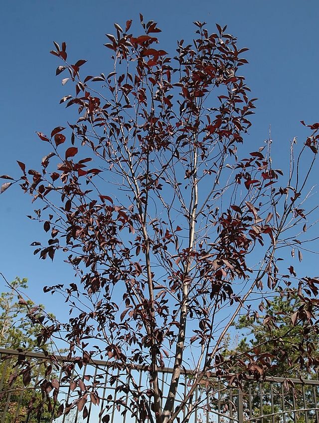 Prunus virginiana 'Canada Red' Canada Red Chokecherry