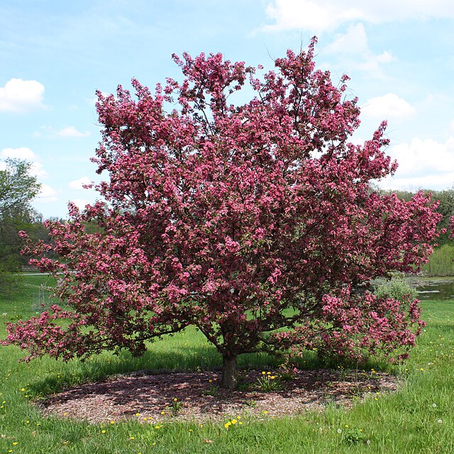 Malus 'Purple Prince' Crabapple