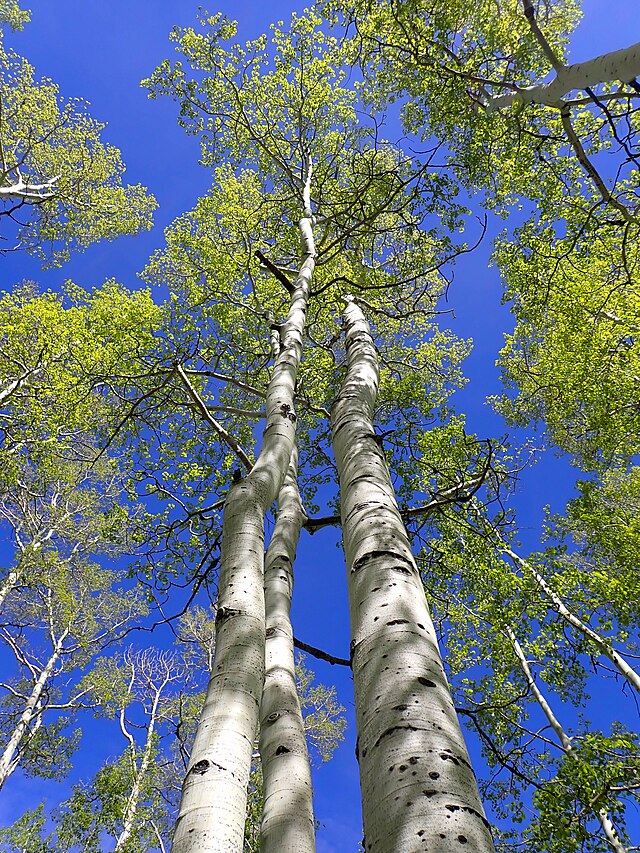 Populus trem. Quaking Aspen (Quaking Aspen- clump)
