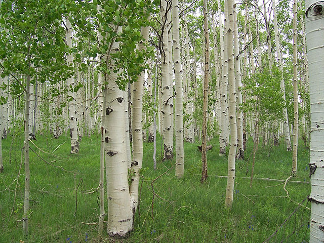 Populus trem. Quaking Aspen (Quaking Aspen)