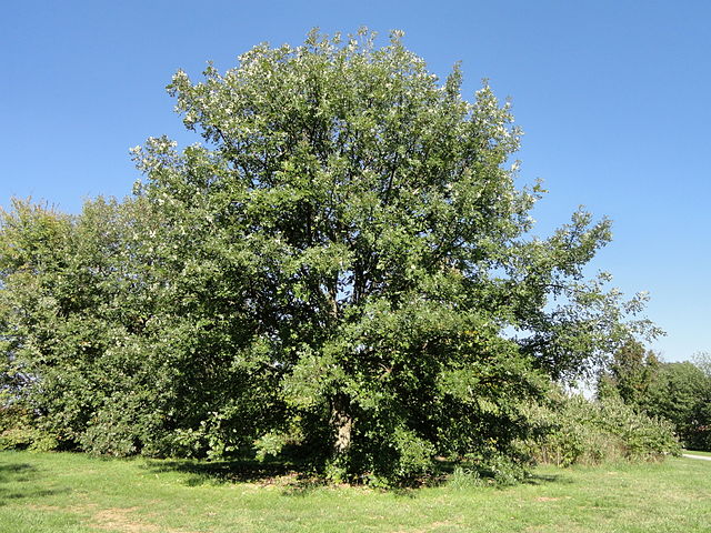 Quercus macrocarpa (Bur Oak)