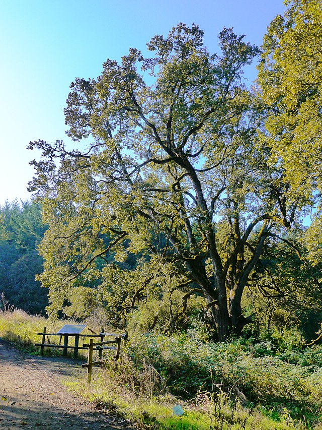 Quercus x Heritage (Heritage Oak)