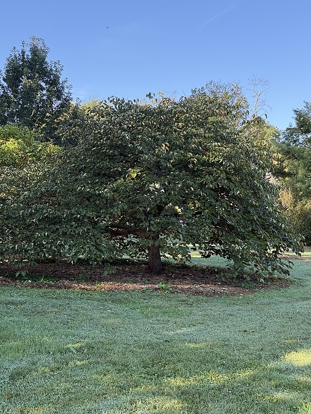 Cercis c. Forest Pansy (Forest Pansy Redbud)