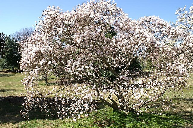 Magnolia stellata 'Royal Star' (Royal Star Magnolia)