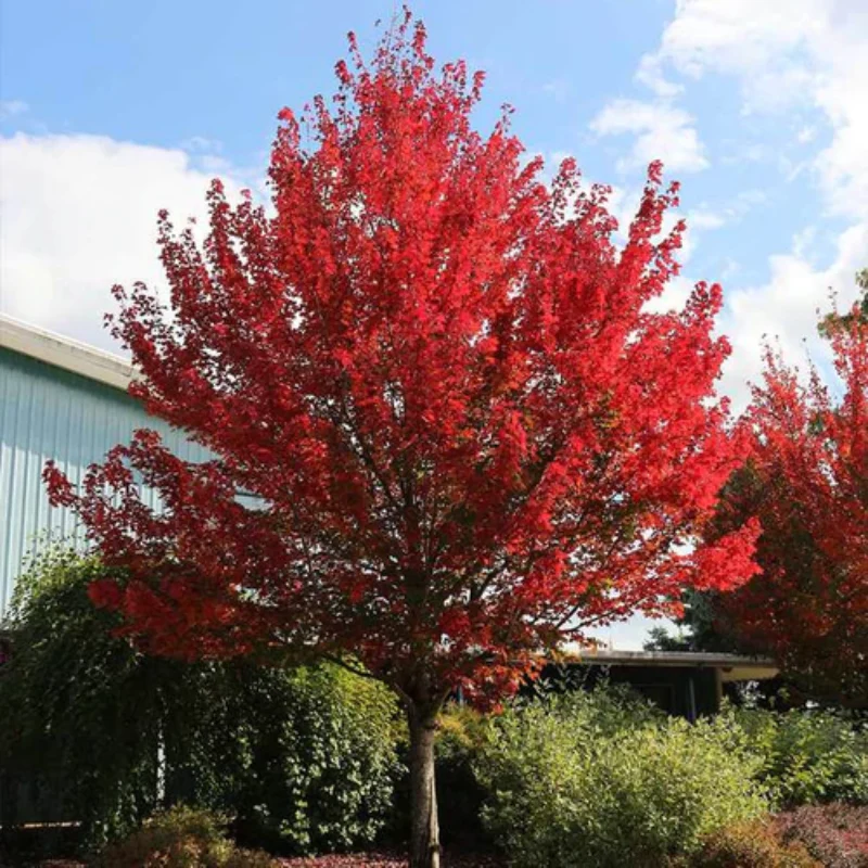 Acer g. Ruby Slippers (Ruby Slippers Amur Maple)