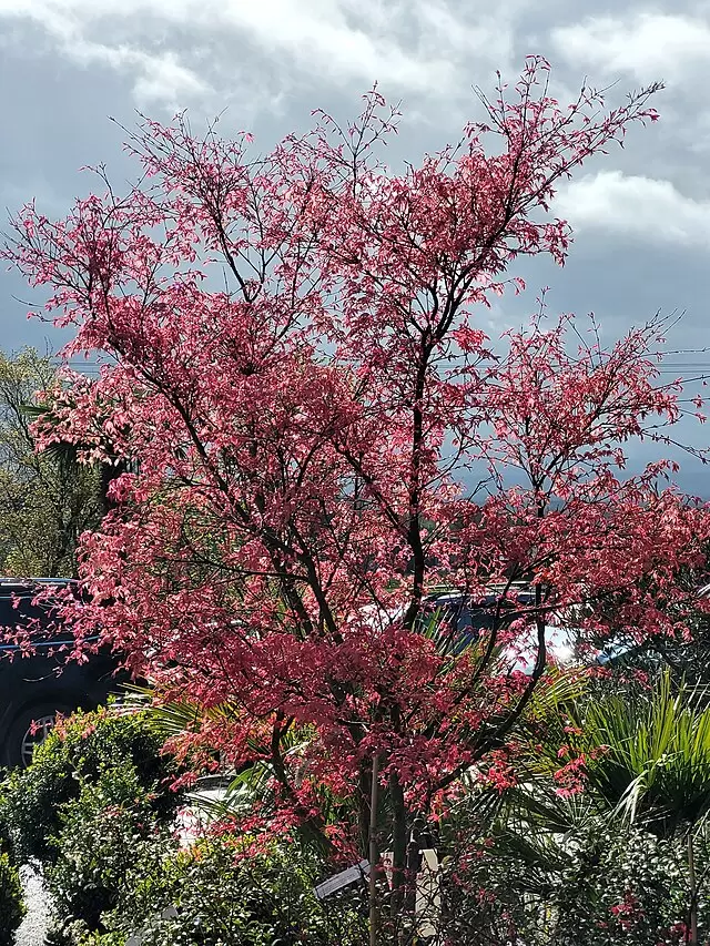Acer palmatum 'Skeeter's Broom' (Skeeter's Broom Japanese Maple)