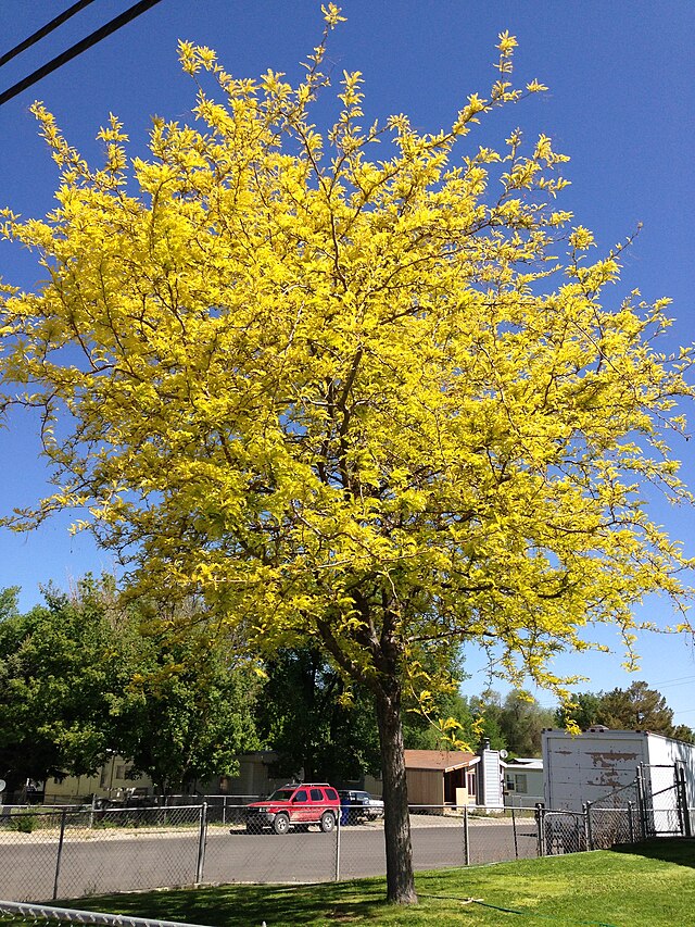Gleditsia ti Sunburst (Sunburst Honeylocust)