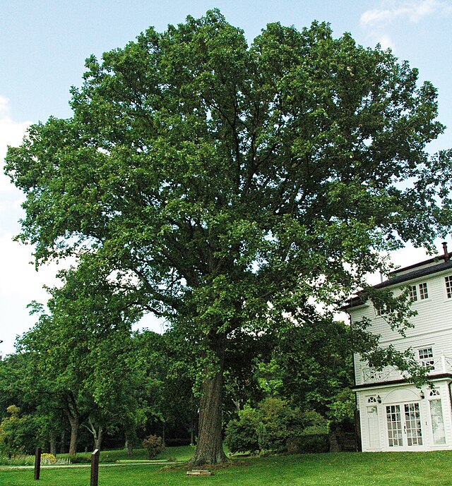 Quercus bicolor (Swamp White Oak)