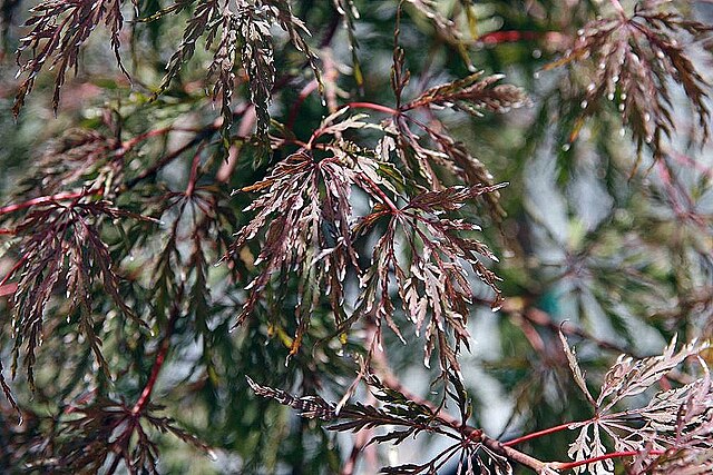 Acer p Tamukeyama (Tamukeyama Japanese Maple)