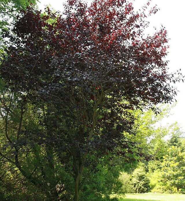 Prunus cerasifera 'Thundercloud' (Thundercloud Plum)