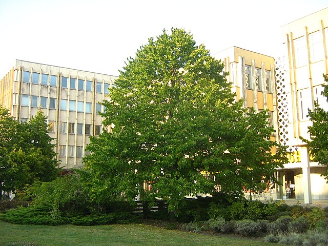 Corylus colurna (Turkish Filbert)
