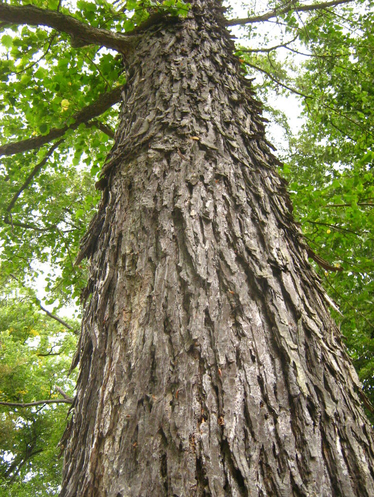 Alternative view of Corylus colurna (Turkish Filbert)