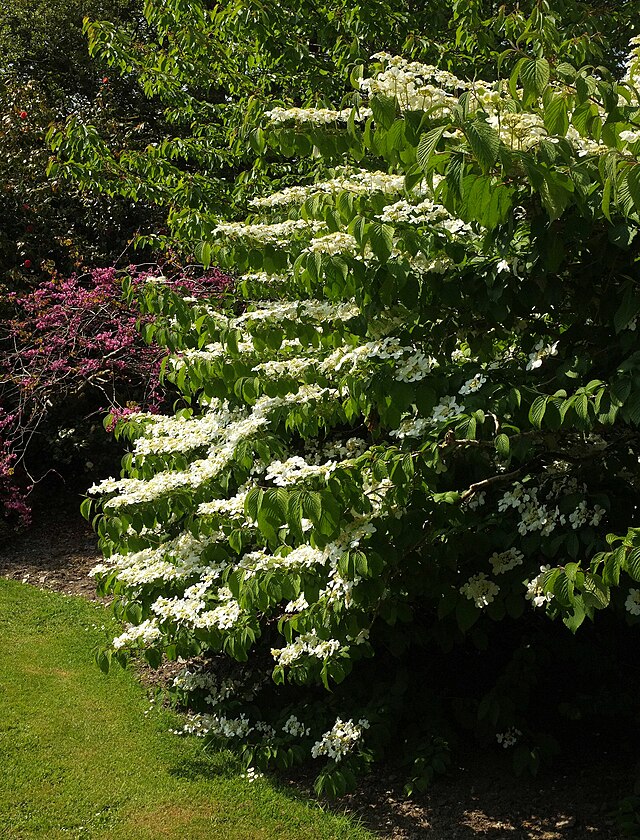 Viburnum plicatum Mariesii (Doublefile Viburnum Tree)