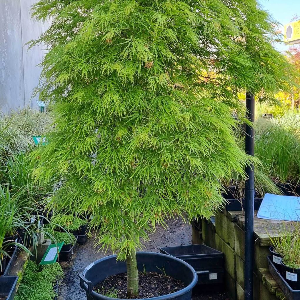 Acer d. Viridis (Viridis Japanese Maple)