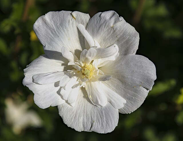 Hibiscus s. White Chiffon (tree- White Chiffon Rose of Sharon Hibiscus)