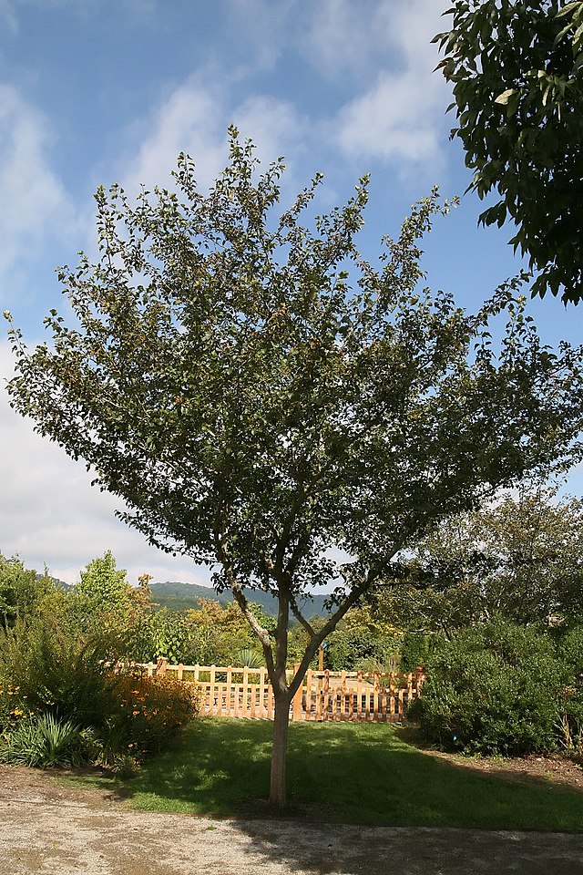 Crataegus v Winter King (Winter King Hawthorn)