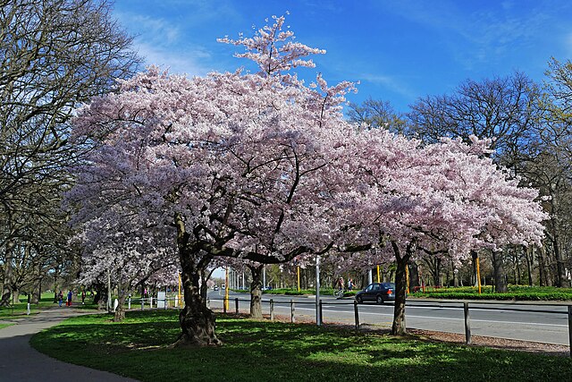 Prunus X yedoensis Yoshino Flowering Cherry VC