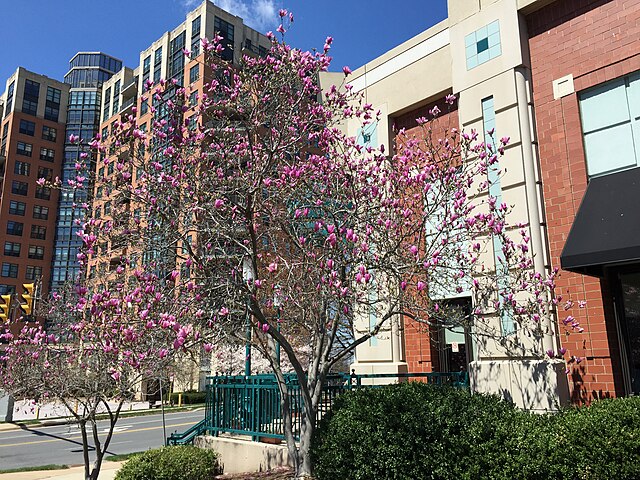 Magnolia l. x. Ann (Ann Magnolia)