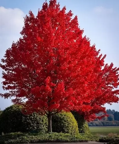 Acer f Autumn Blaze (Autumn Blaze Maple)